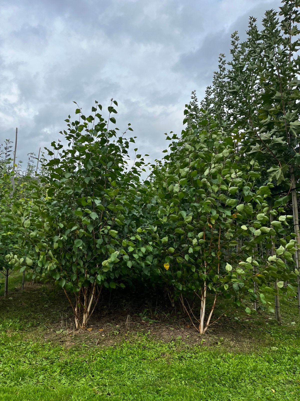 Witte berk (Himalaya berk) meerstammigen, Tuin en Terras, Bloeit niet, Overige soorten, 250 tot 400 cm, Ophalen