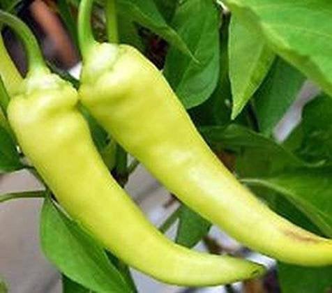 Gezocht Bounty hybrid banana pepper, Ophalen, Volle zon