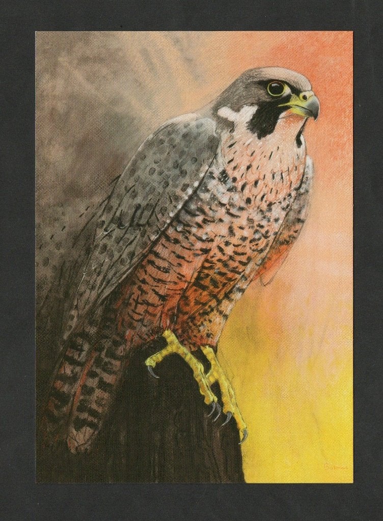 Roofvogel Slechtvalk Falco Peregrinus door Loes Botman., Ophalen of Verzenden, 1980 tot heden, Ongelopen, Vogel