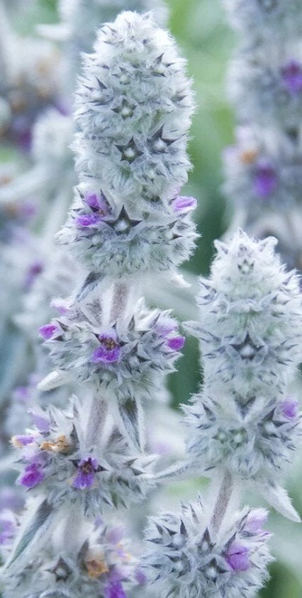 Stachys Byzantina 'Big Ears' P9 - Lamsoor, Bodembedekkers, Volle zon, Vaste plant, Ophalen of Verzenden