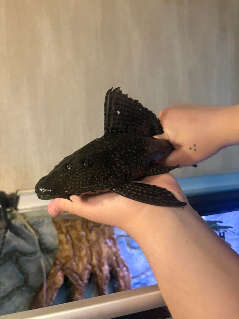 grote pleco, Dieren en Toebehoren, Vis