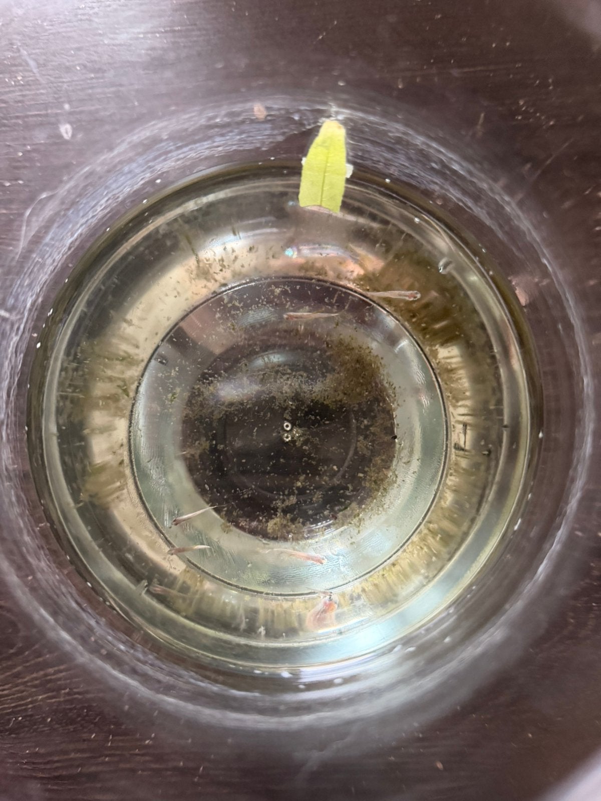 8 warm water guppies, Dieren en Toebehoren, Goudvis(sen)