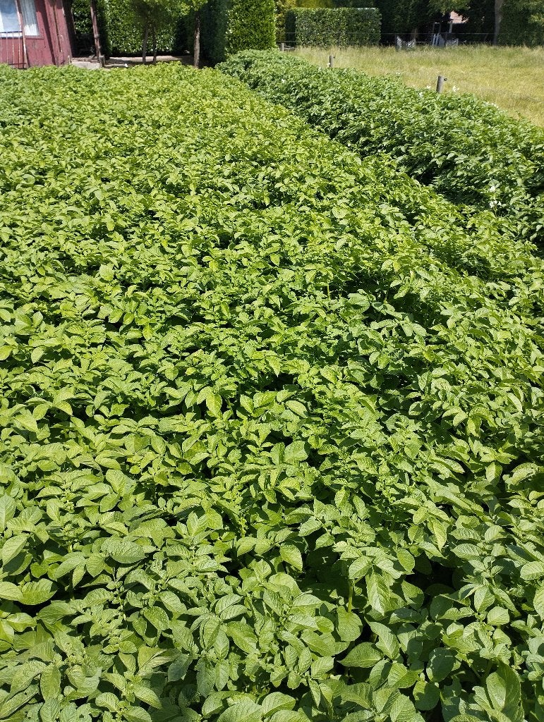 nieuwe aardappelen parel eigenheimer gegarandeerd onbespoten, Ophalen, Eenjarig, Groenteplanten, Volle zon
