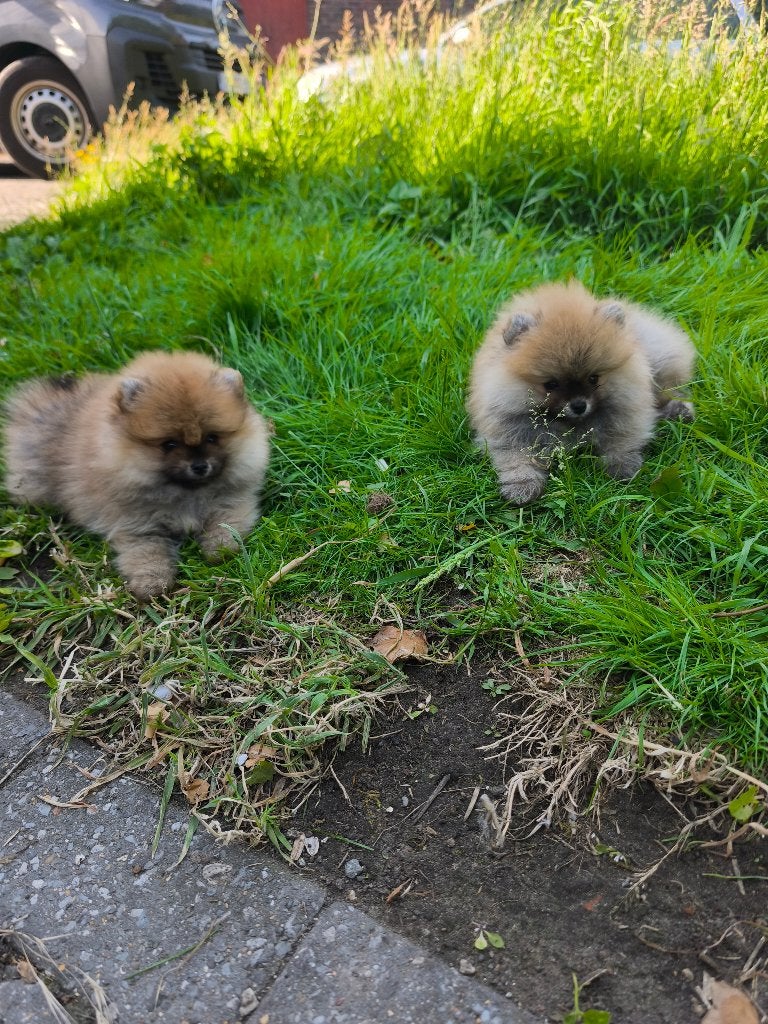 Mini pomerian, Dieren en Toebehoren, Particulier, Keeshond, 8 tot 15 weken, Buitenland