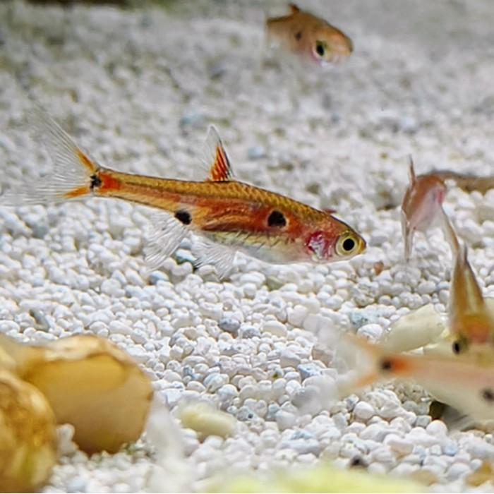 Boraras maculata, Dieren en Toebehoren, Vissen | Aquariumvissen, Vis