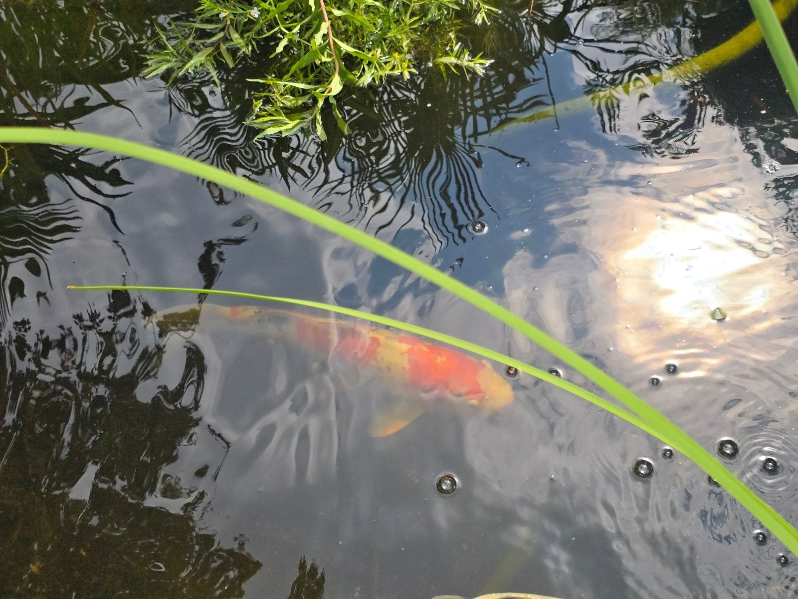 showa 65+ cm, Karper of Koi