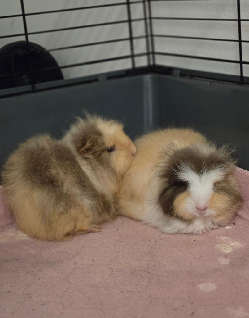 2 cavias (7 weken) 60,-, April, Vrouwelijk, Cavia