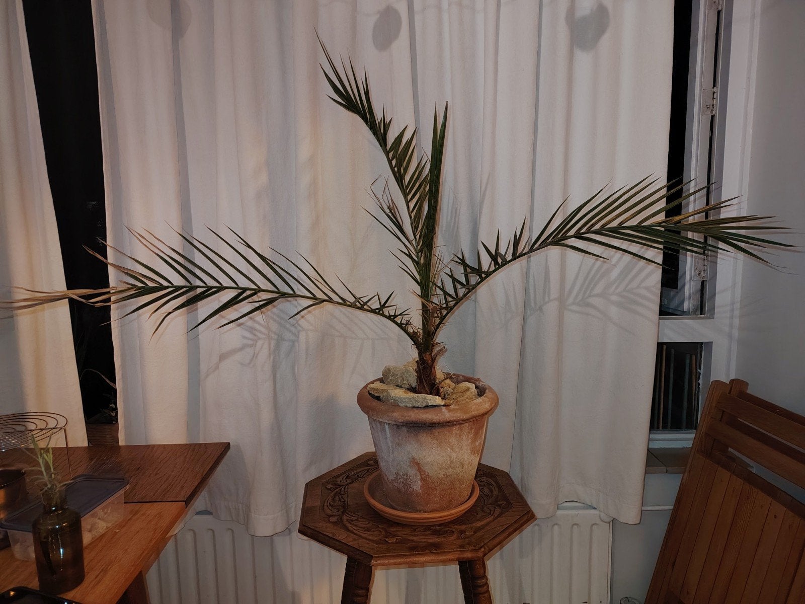 Dadelpalm, Ophalen, Overige soorten, Volle zon