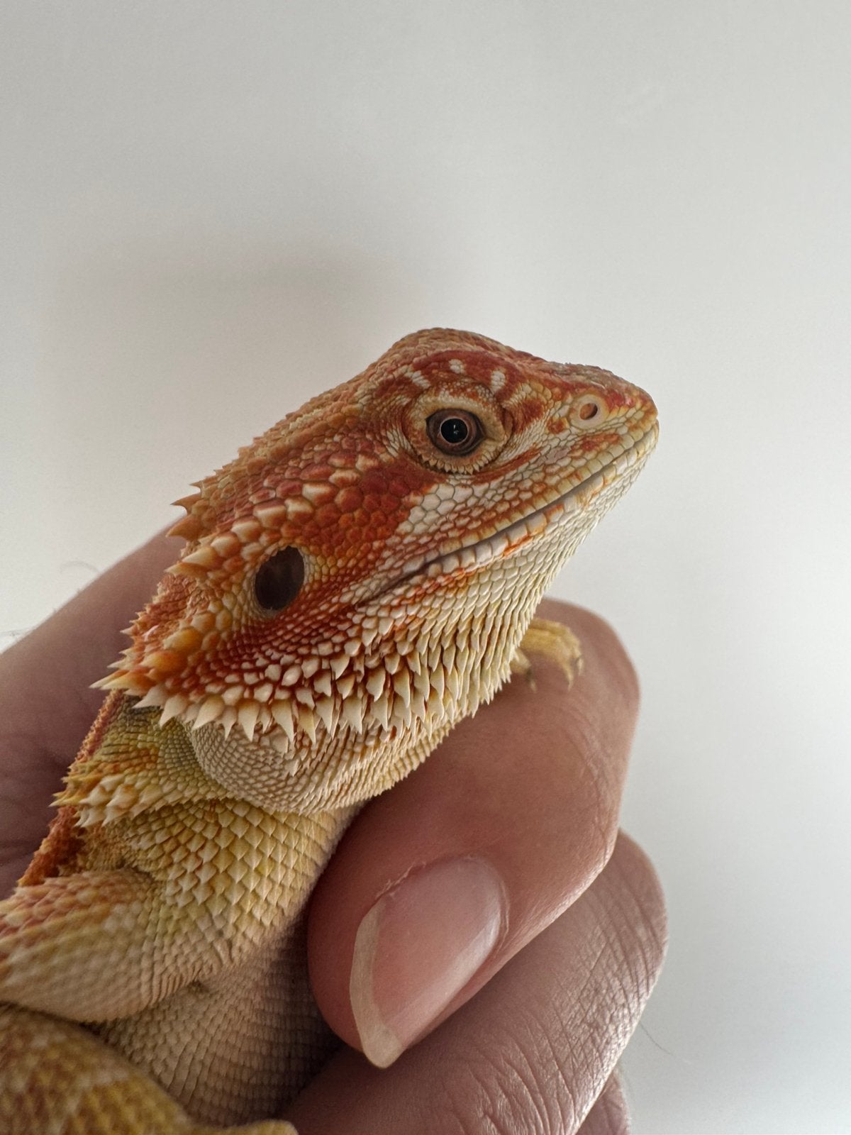Mooi oranje baardagaam vrouwtje Bearded Dragon photo 2