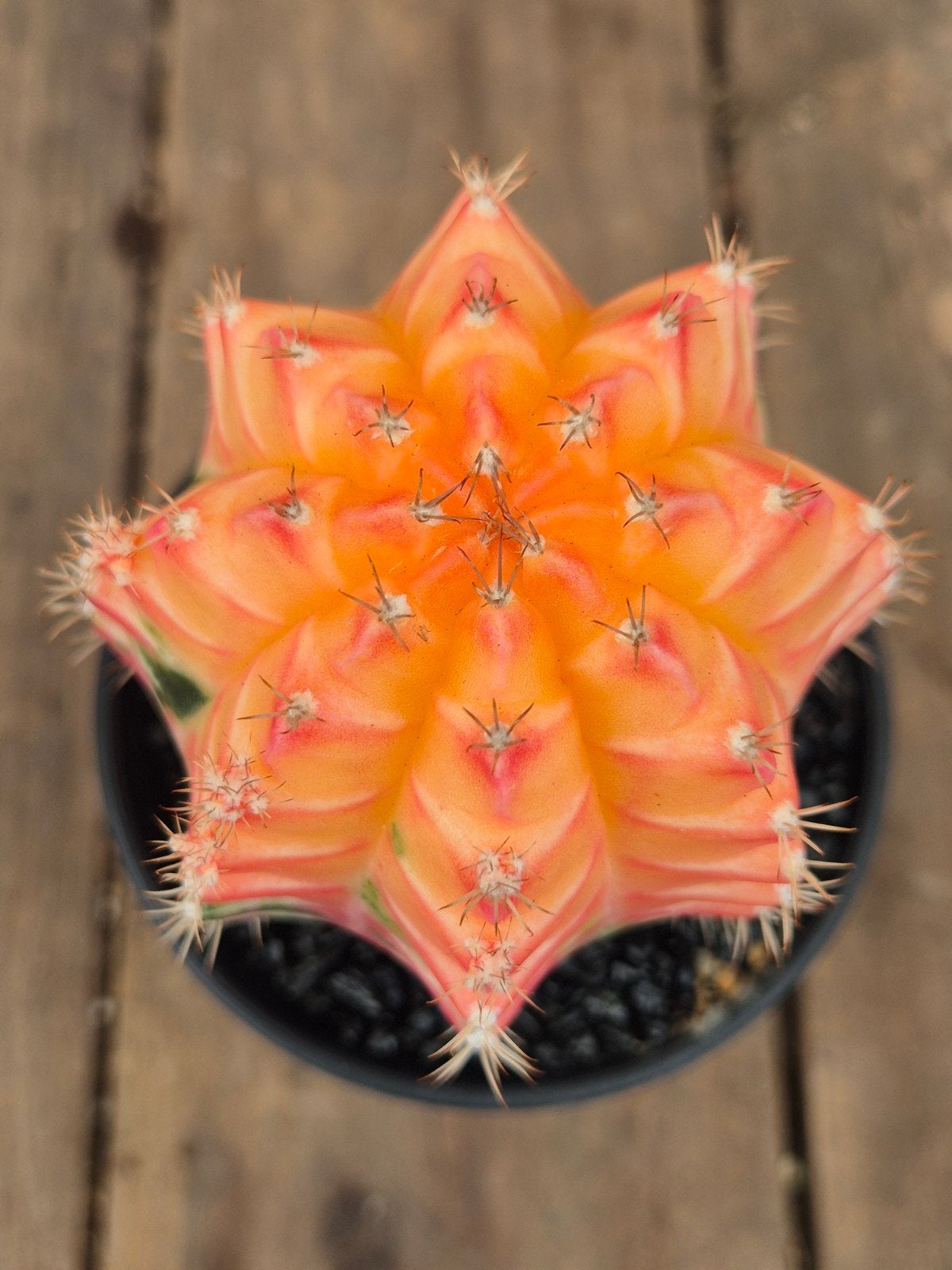 Cactus Gymnocalycium High Color p8 (3), Huis en Inrichting, Ophalen of Verzenden, Cactus, Volle zon, Minder dan 100 cm