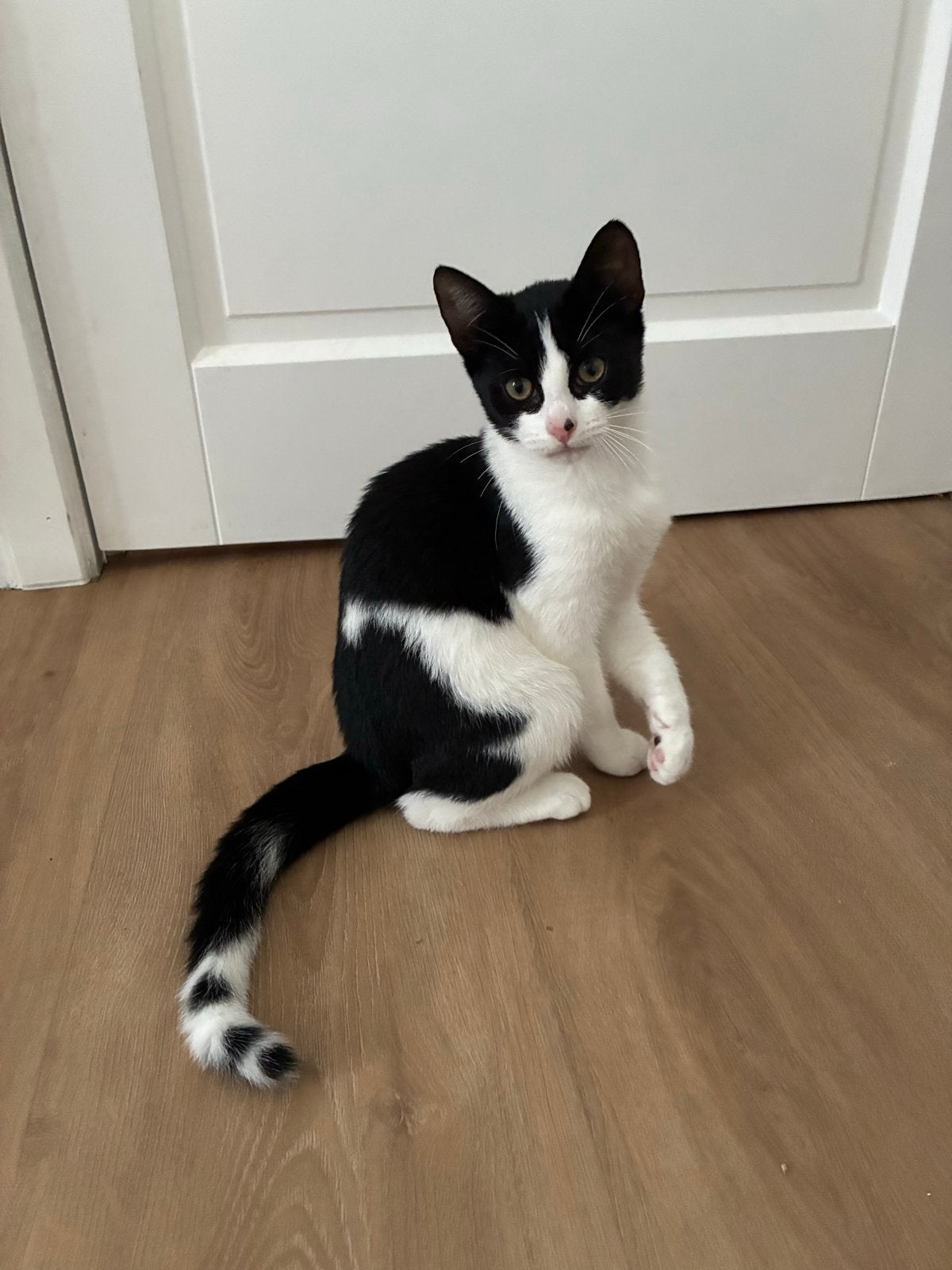 3 kittens op te halen, Poes, 0 tot 2 jaar