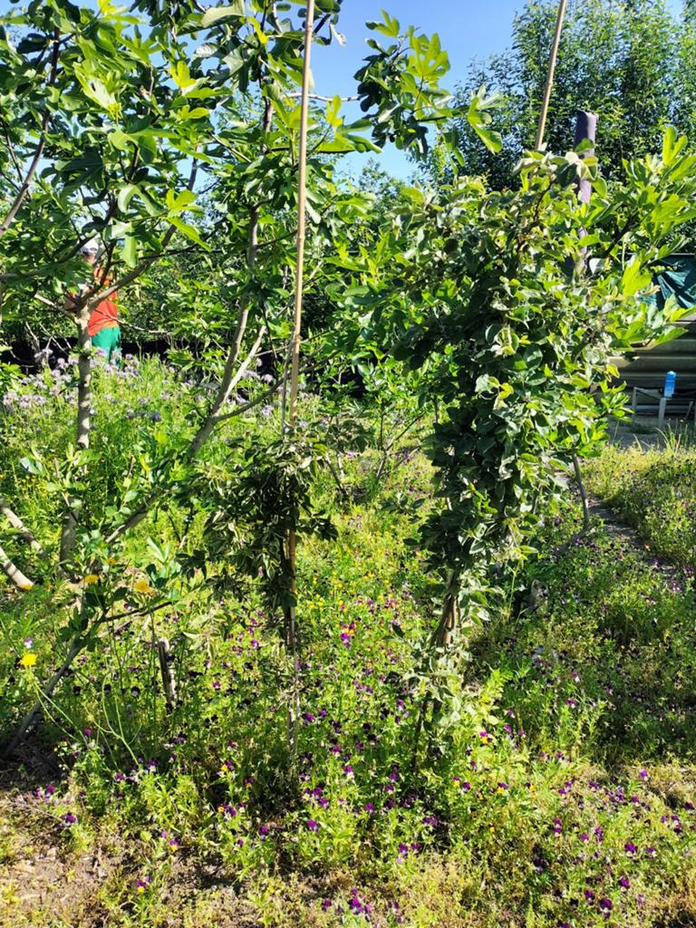 Kweepeer boompje, Tuin en Terras, Planten | Bomen, Ophalen, Volle zon, Overige soorten, Minder dan 100 cm