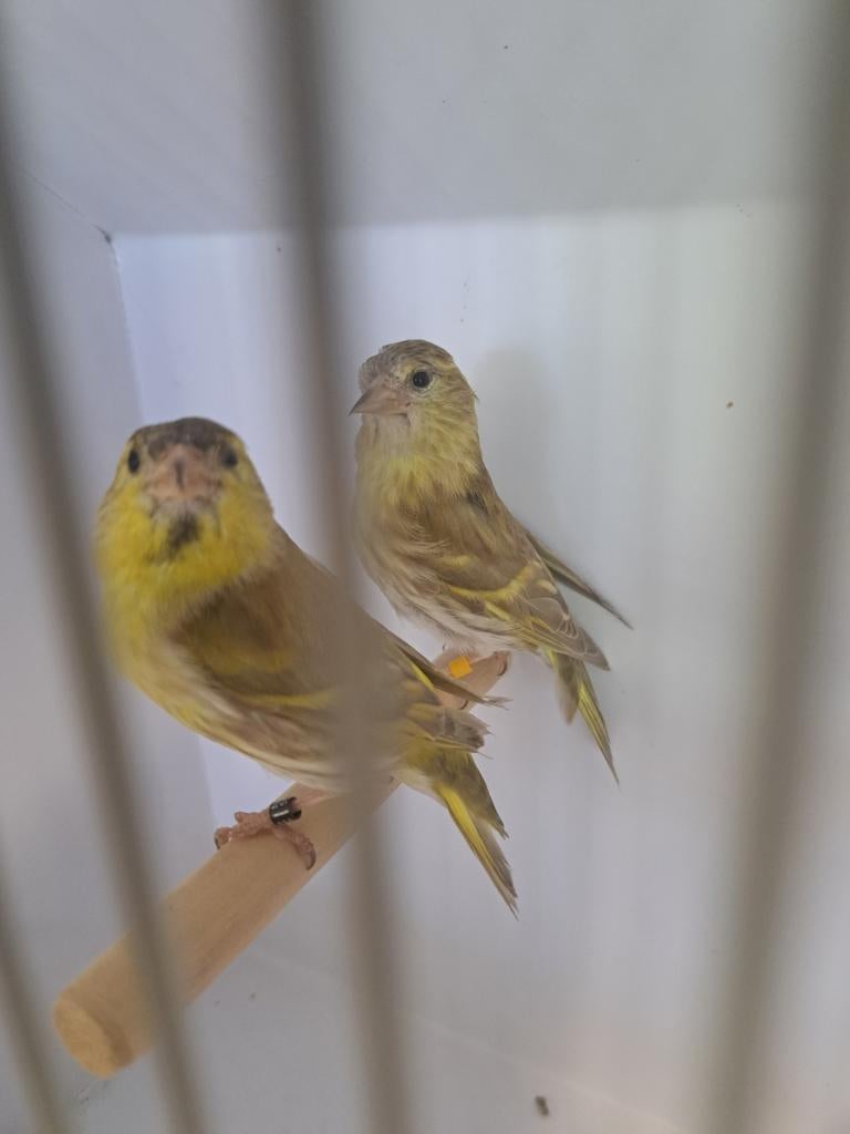 Te koop koppel europese sijzen, Meerdere dieren, Bastaard