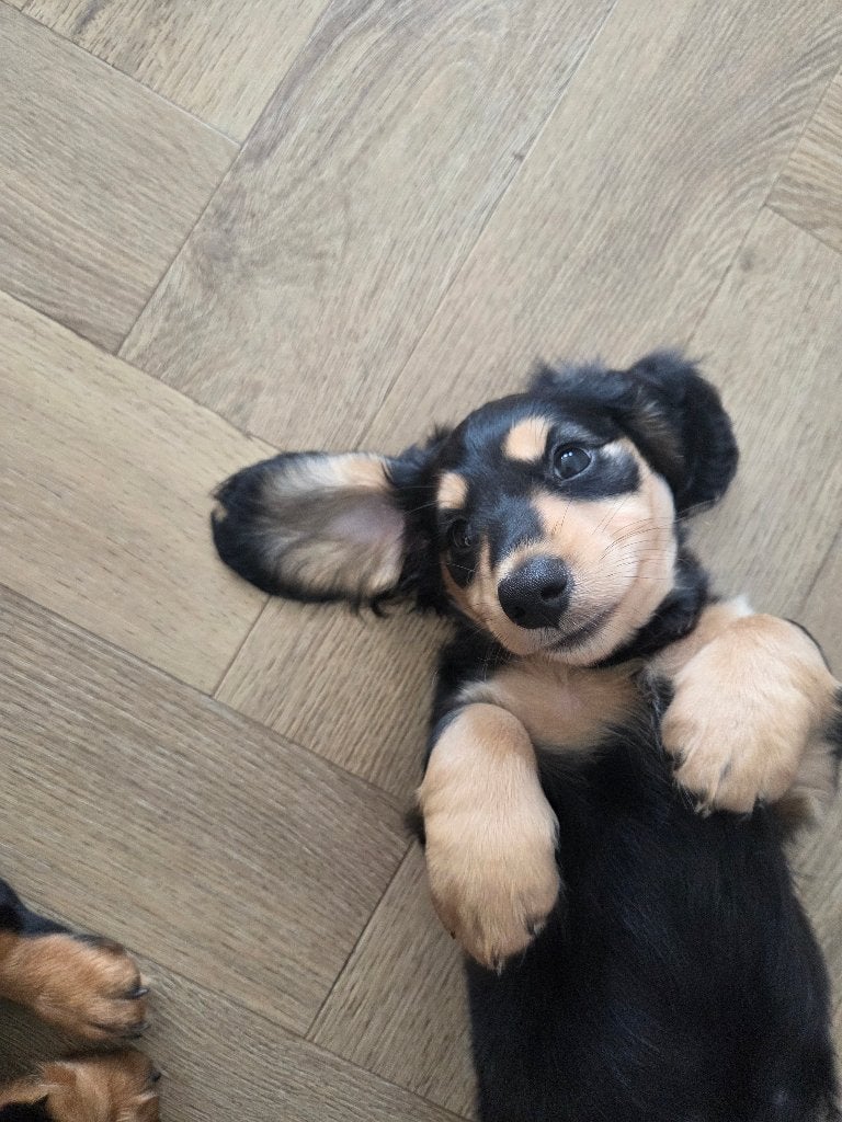 Teckel pups, België, Standaard, Particulier, HCC (leverziekte)