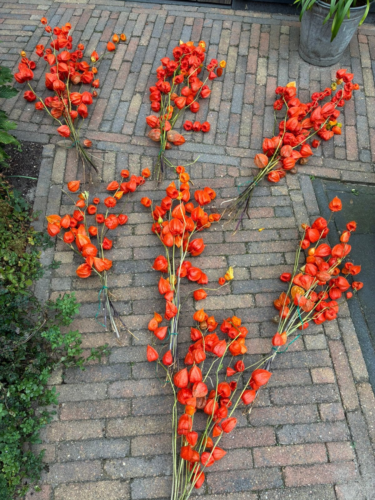 TE KOOP. TWEE  BOSSEN LANGE LAMPIONNETJES !!, Natuurlijk materiaal, Ophalen of Verzenden, Nieuw, Oranje