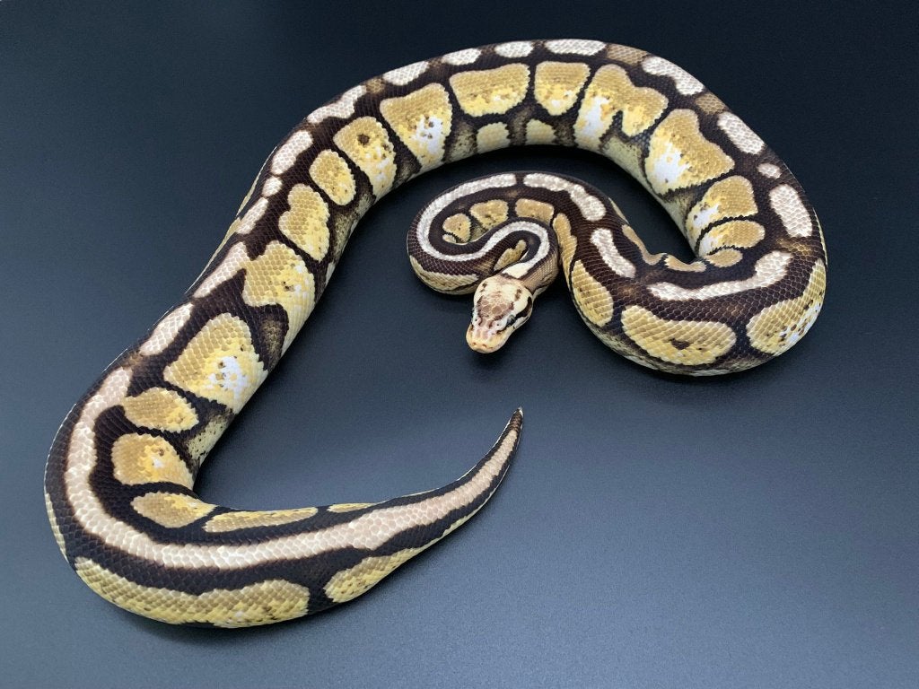 0.1 spotnose pastel python regius Ball Python - female for sale from DemonSnakes