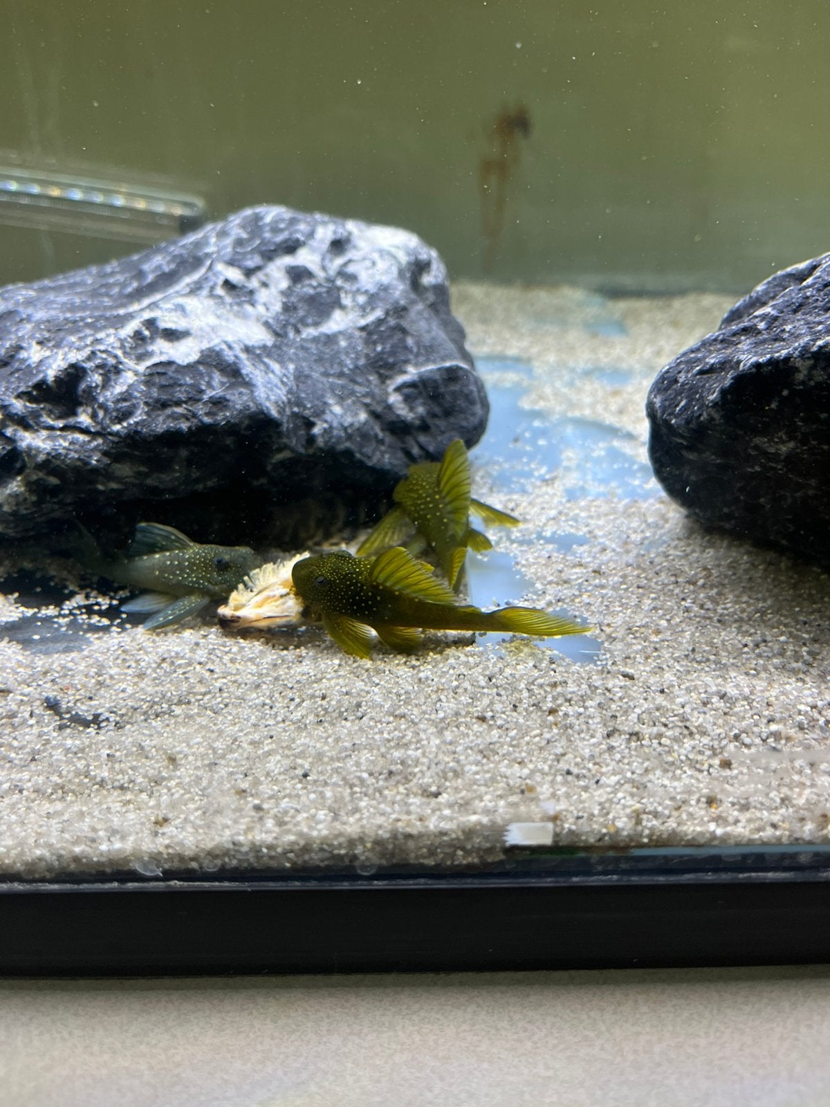 Green phantom pleco L200, Dieren en Toebehoren, Vis