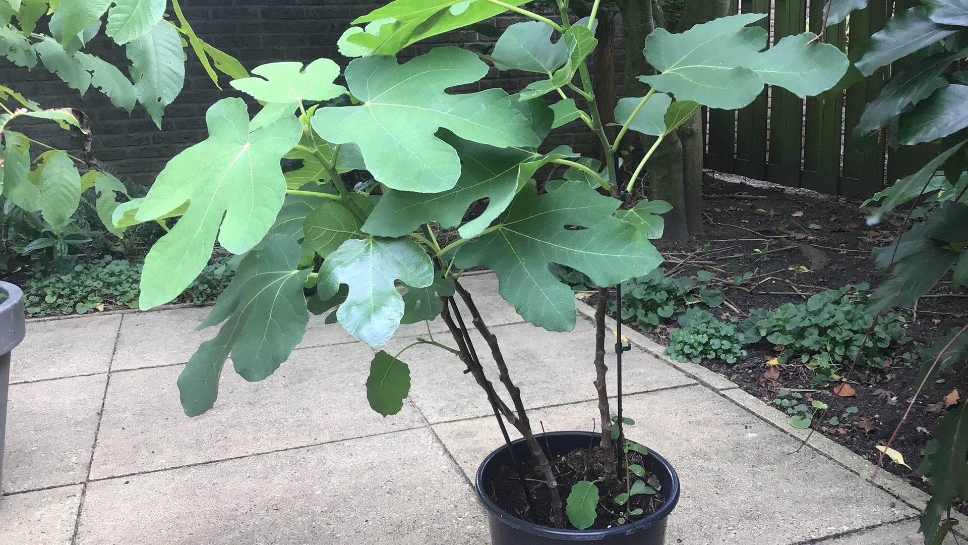 Vijgenboomstekjes, Tuin en Terras, Planten | Tuinplanten, Ophalen, Overige soorten, Volle zon
