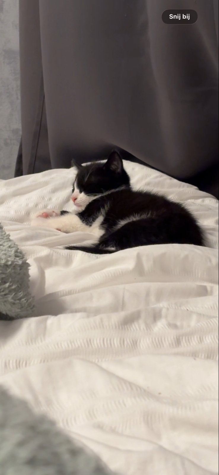 Kitten MAG NU WEG, Poes, Kortharig, 0 tot 2 jaar