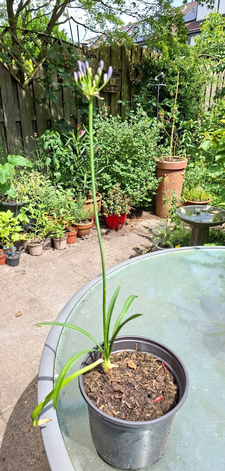 Agapanthus, Afrikaanse lelie, Ophalen, Overige soorten, Volle zon