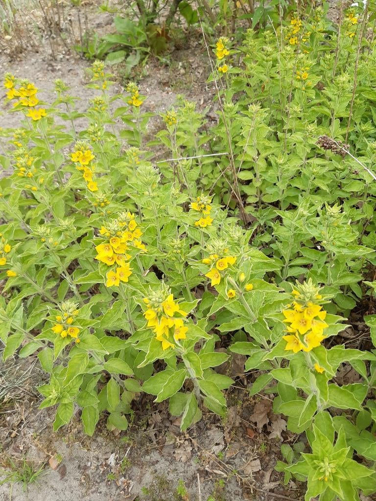Puntwederik (Lysimachia punctata) in P9 potje - Vaste plant, Overige soorten, Volle zon, Vaste plant, Ophalen of Verzenden