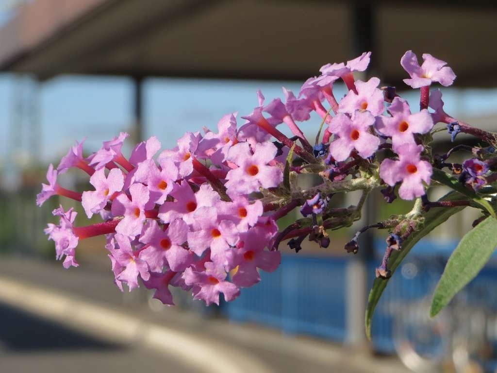 20x Buddleja davidii / Vlinderstruik mix €100, Ophalen of Verzenden, Vlinderstruik, Haag, Minder dan 100 cm