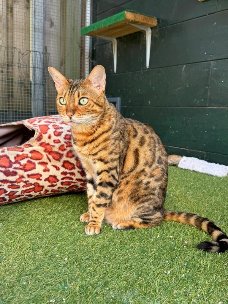 Herplaatsing Bengaal poes, Dieren en Toebehoren, Katten en Kittens | Raskatten | Korthaar, Poes, Gechipt, 6 jaar of ouder
