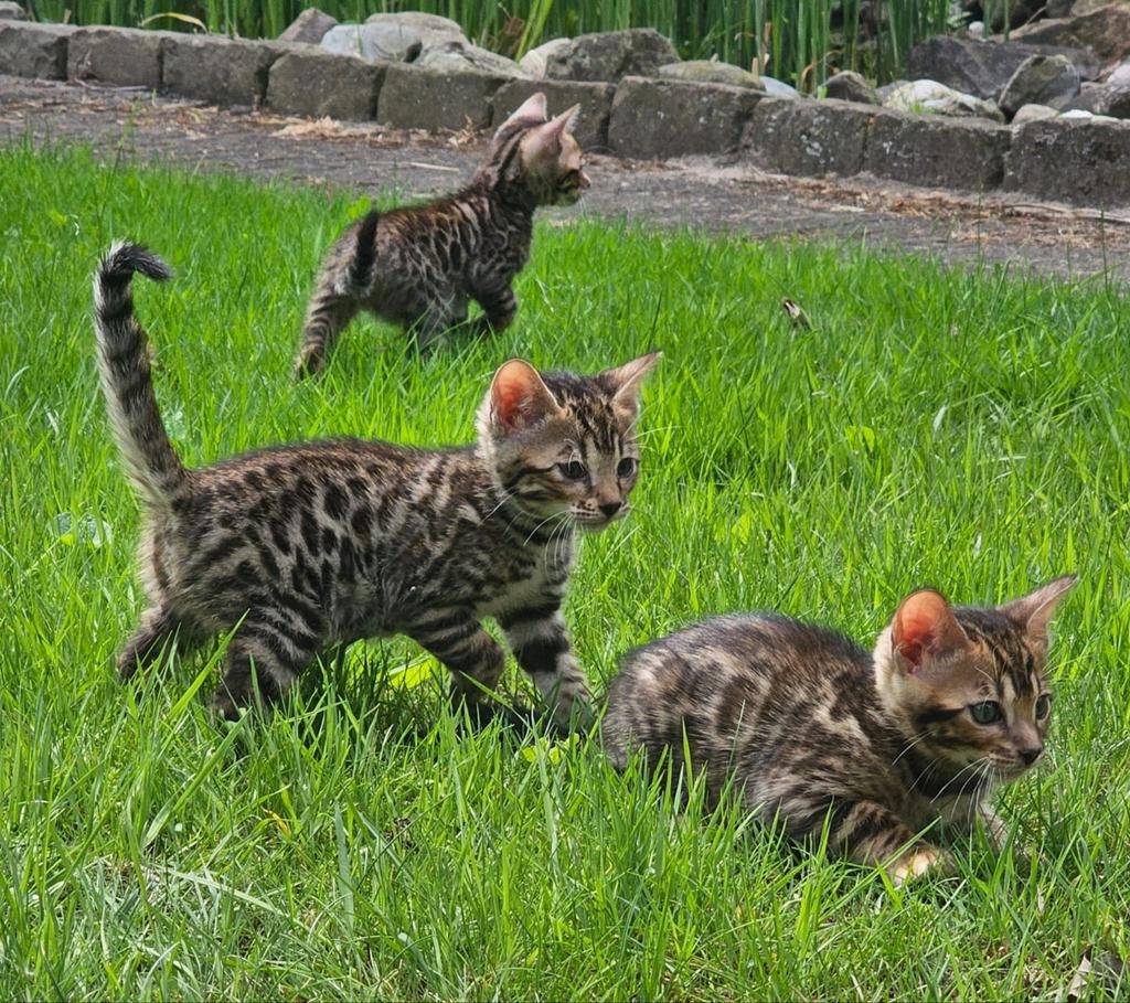 Prachtige Bengaal Kittens, Dieren en Toebehoren, Katten en Kittens | Overige Katten, Meerdere dieren