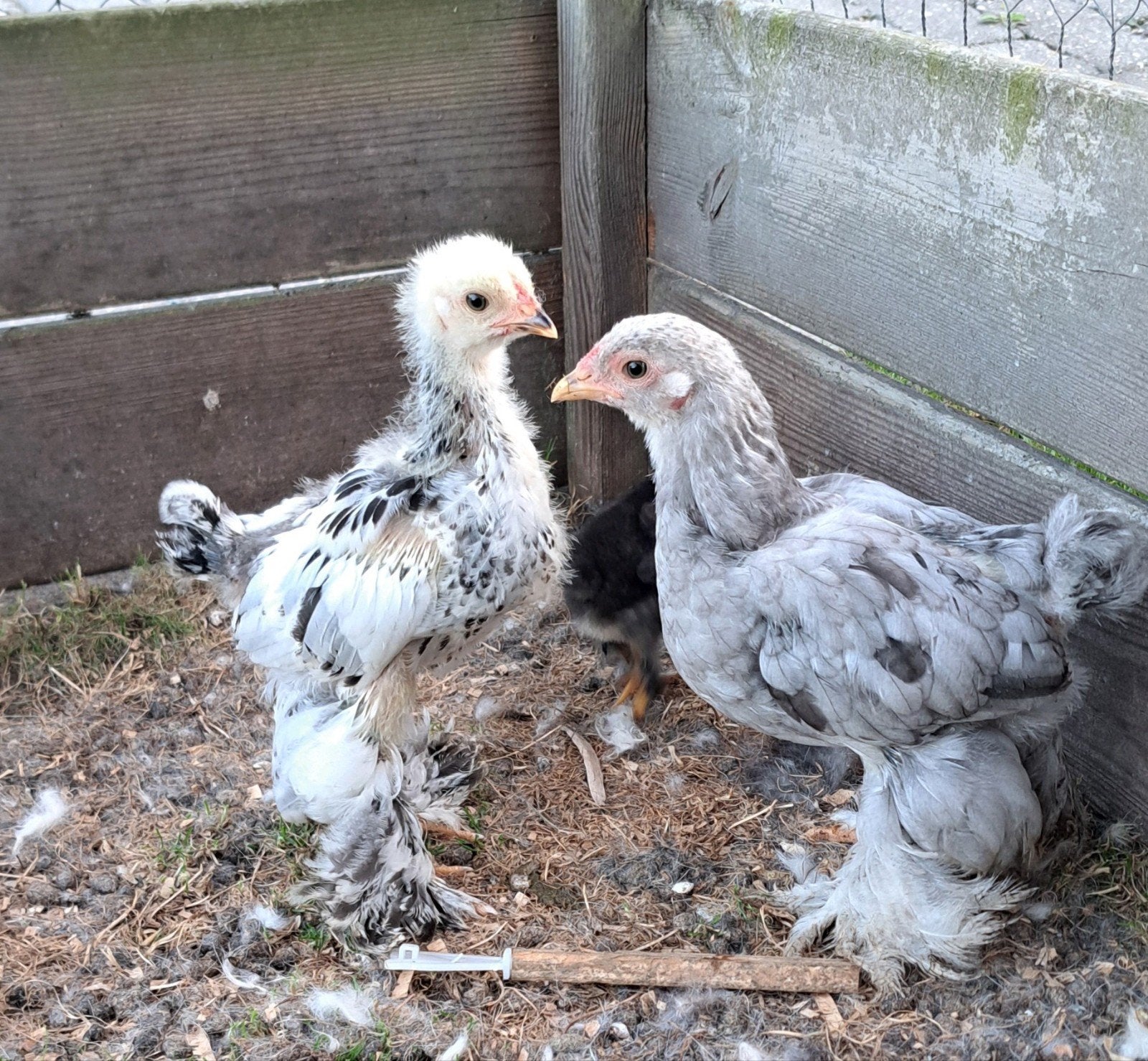 4 brahma kuikens, Dieren en Toebehoren, Pluimvee, Geslacht onbekend, Kip