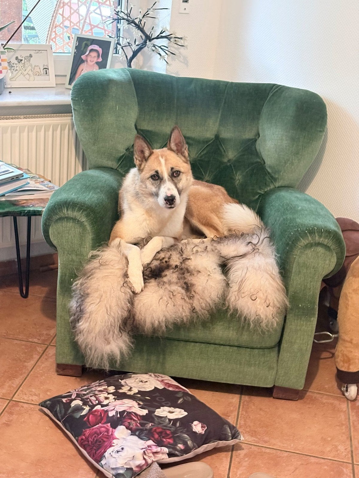 Laika teef Lana zoekt een thuis, Particulier, Buitenland, Teef, Eén hond