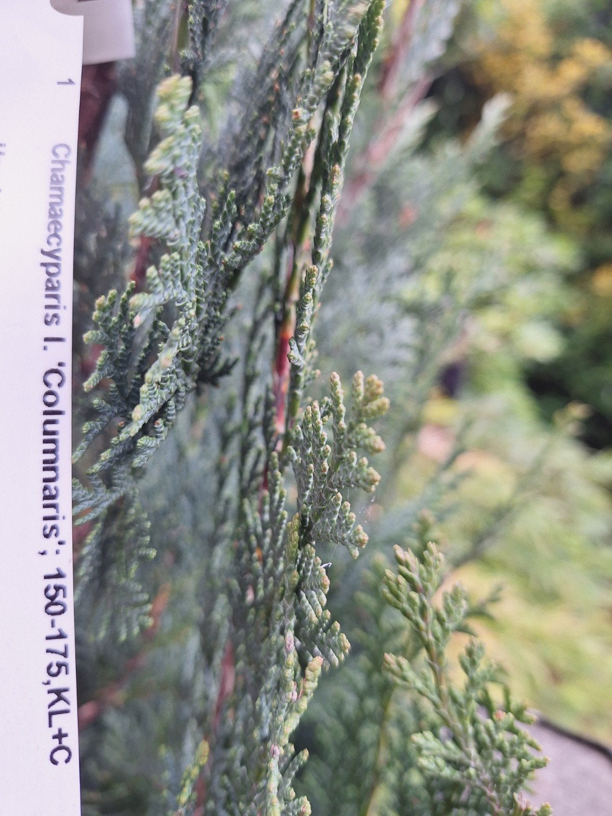 Blauwe conifeer., Ophalen, Conifeer, 100 tot 250 cm