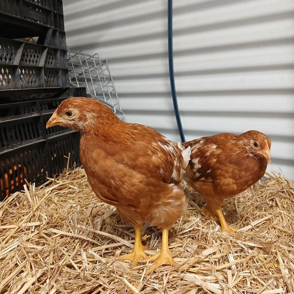 Jonge leghennen 6 weken oud, Dieren en Toebehoren, Pluimvee, Vrouwelijk, Kip