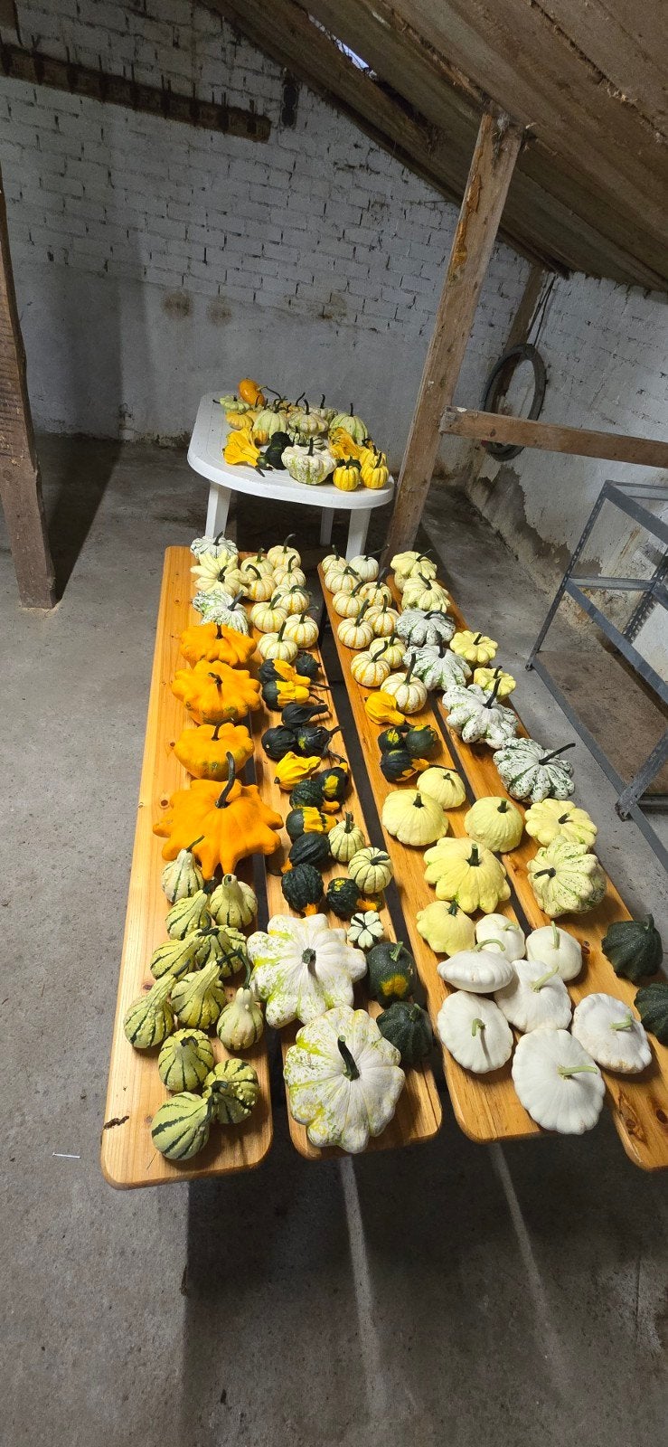 Decoratieve Pompoenen - Diverse Soorten en Maten, Ophalen, Volle zon, Groenteplanten, Eenjarig