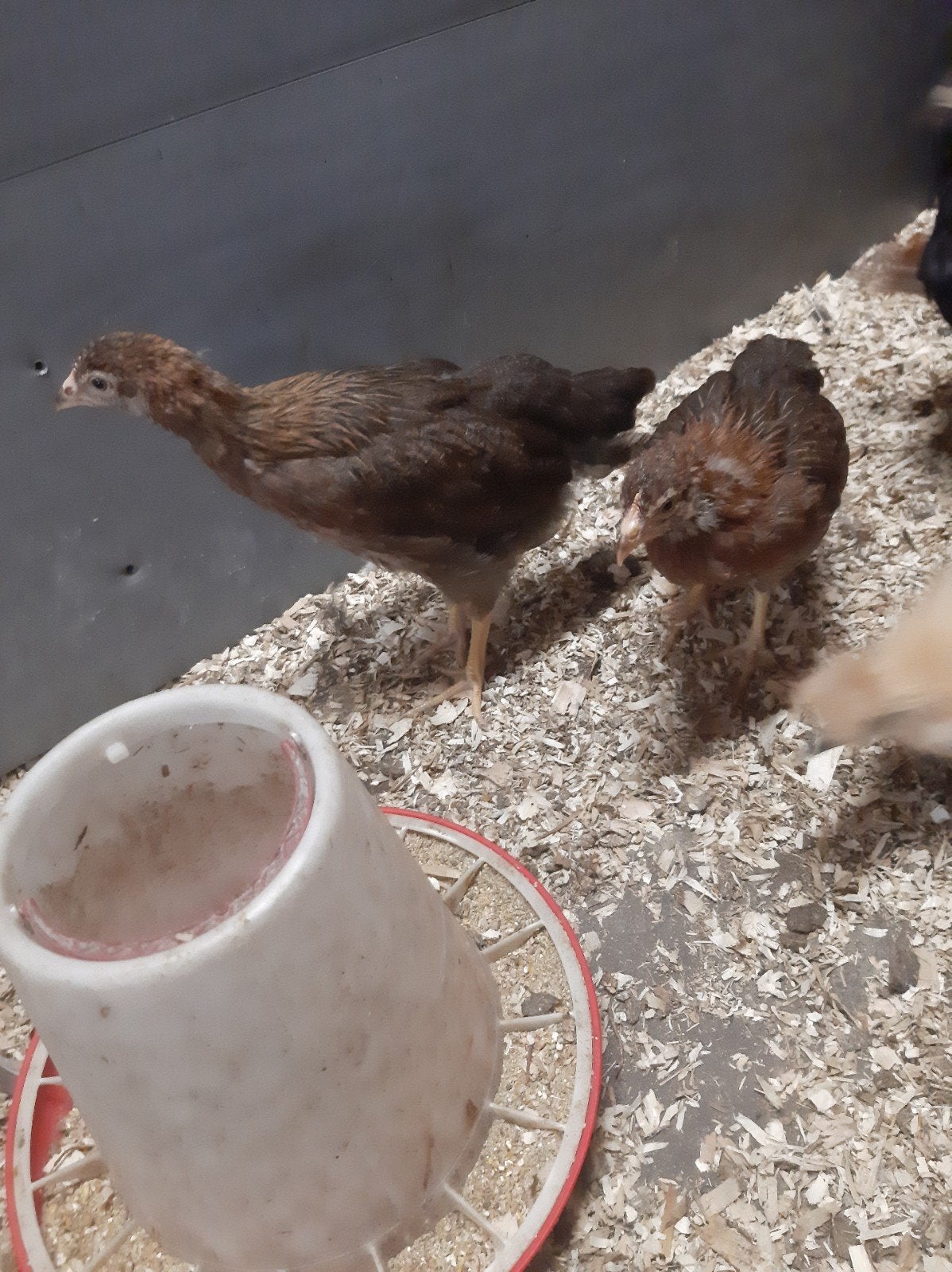 Welsumer hennen en haan, Dieren en Toebehoren
