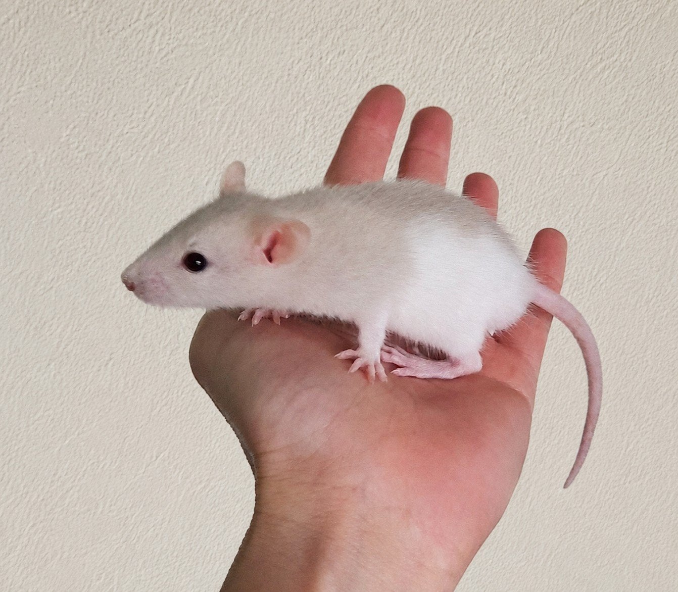 Rittens ratjes, Dieren en Toebehoren, Knaagdieren, Rat, Mei, Meerdere dieren, Tam
