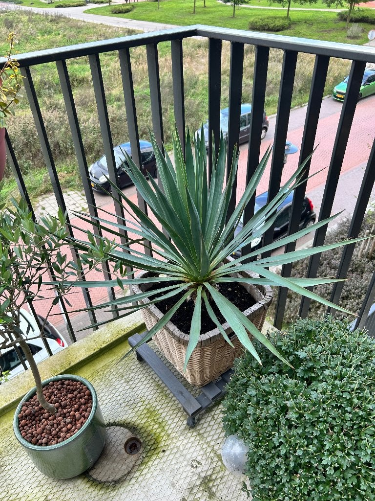 Yucca plant in rieten pot - perfect voor balkon of terras, Volle zon, Vaste plant, Bloeit niet, Ophalen
