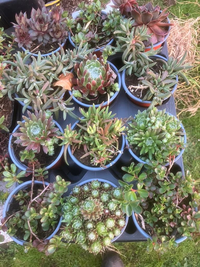 Bodembedekkers sedum en delospermum, Ophalen, Bodembedekkers, Volle zon, Vaste plant
