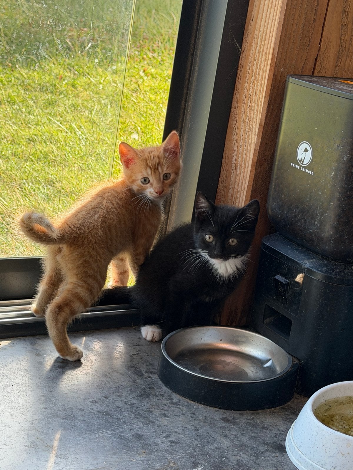 Boerderij kittens te koop, Meerdere dieren