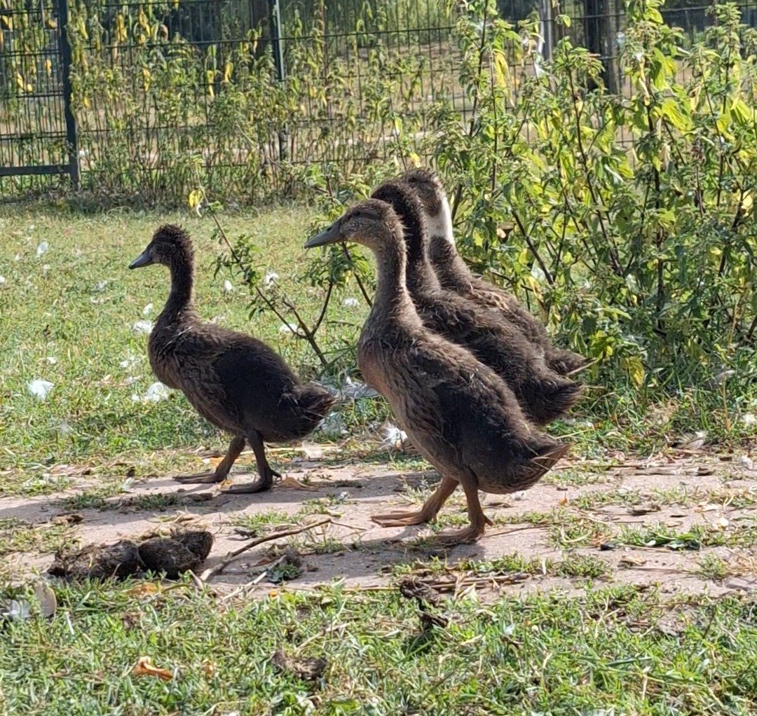 Indische loopeenden pulletjes te koop, Dieren en Toebehoren, Meerdere dieren, Eend