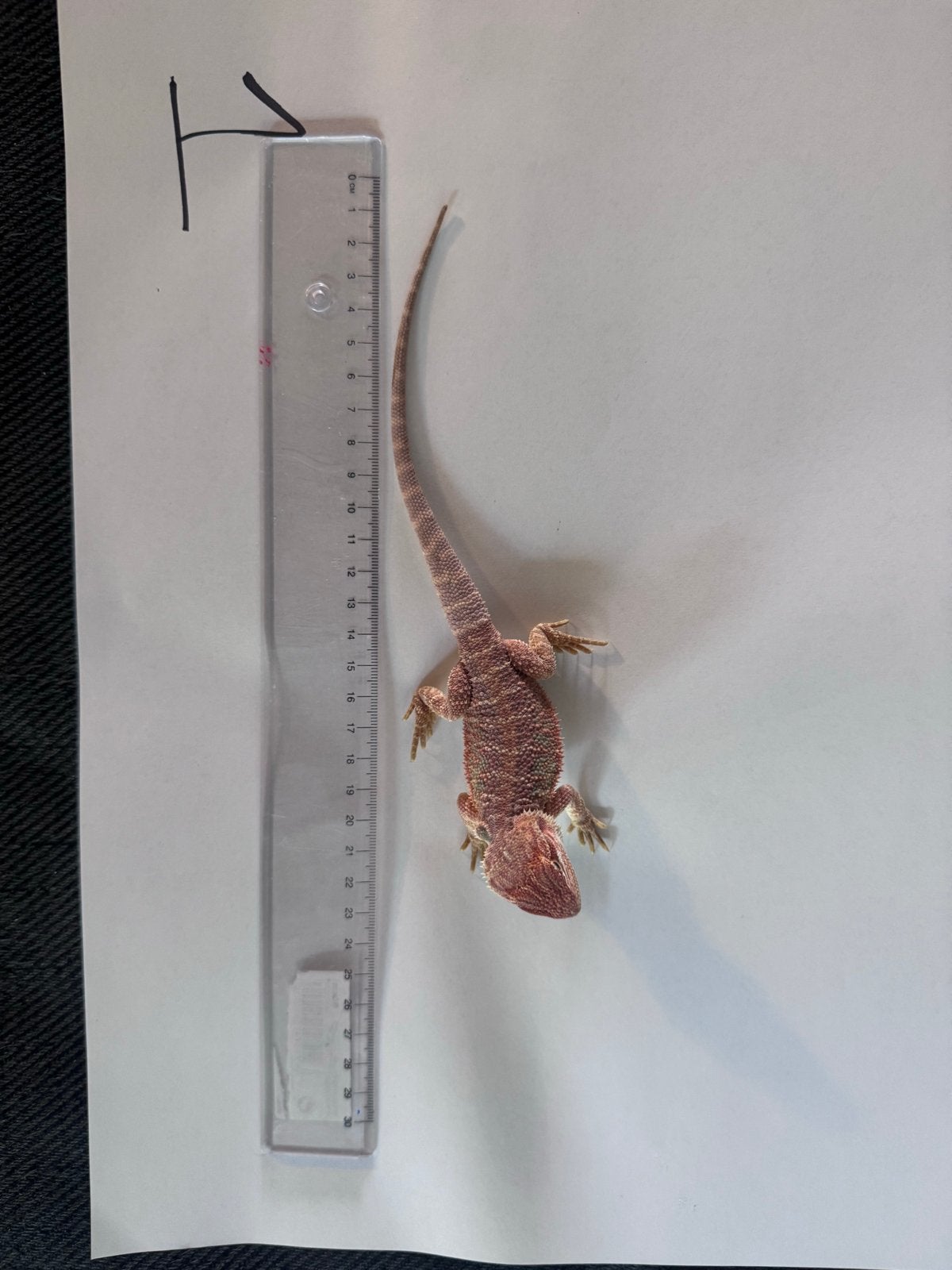 Jonge baardagamen rood, ca twee maanden oud, Dieren en Toebehoren, Reptielen en Amfibieën, Overige soorten, 0 tot 2 jaar