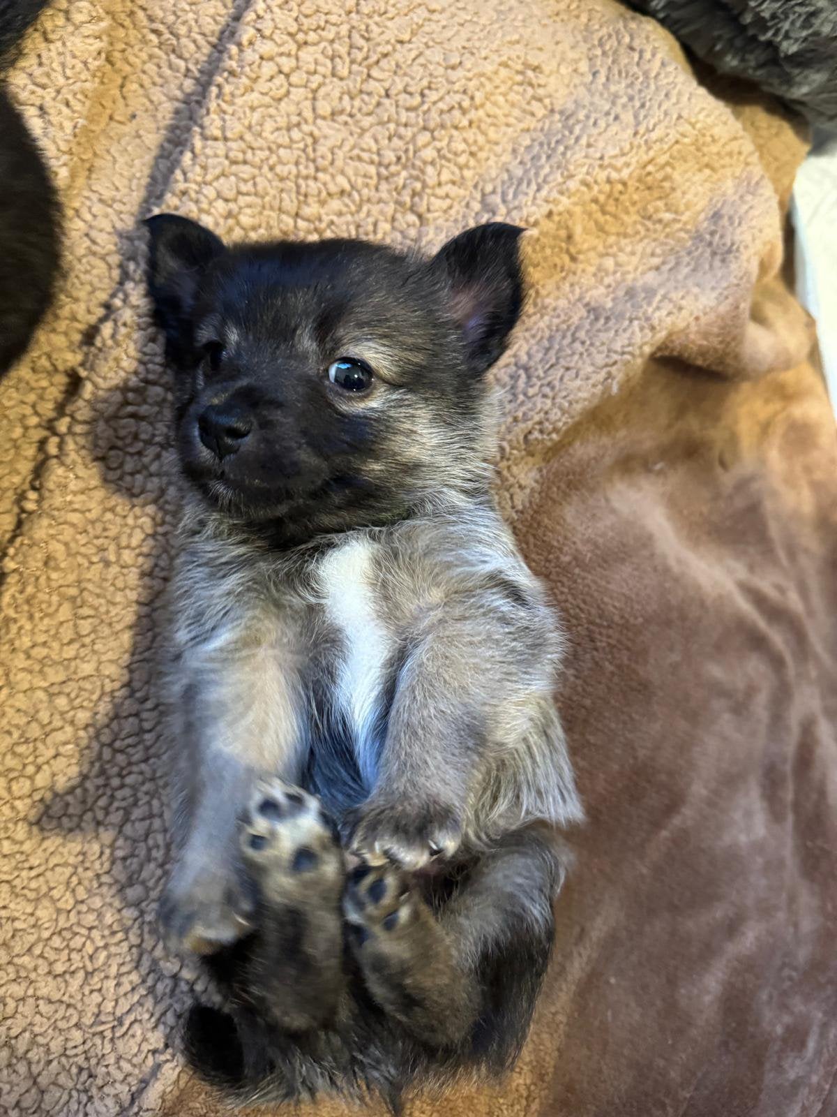 Prachtige mix Kleine Pomeriaan / Kleine Langharig Jackrussel, Ophalen, Nieuw, Overige typen