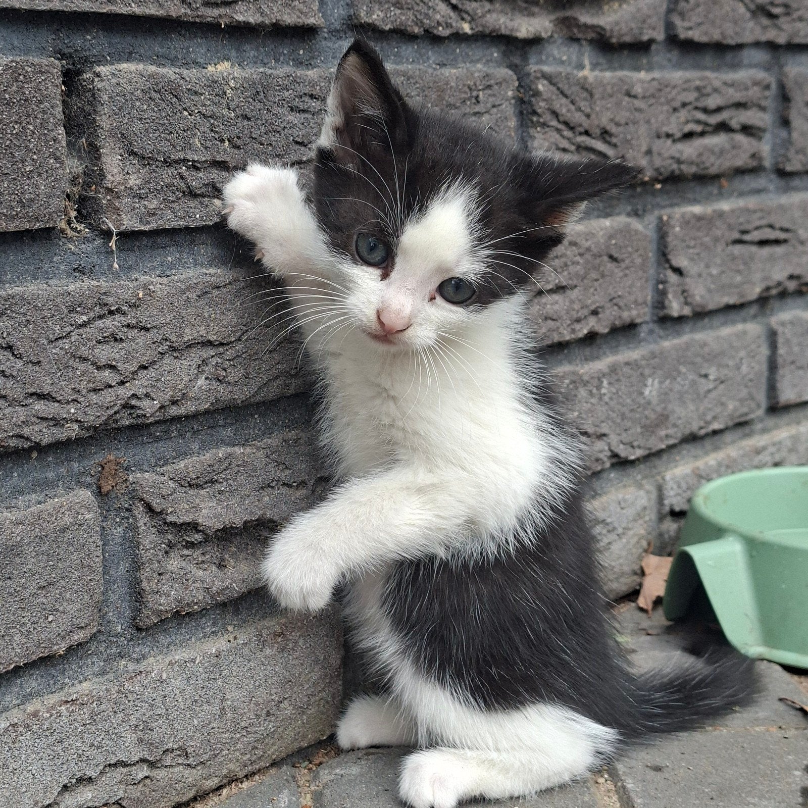 6 kittens te koop, Meerdere dieren, Kortharig, 0 tot 2 jaar