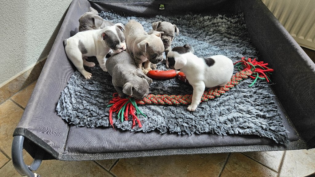 Franse Bulldog Pups met stamboom, Dieren en Toebehoren, Parvo, Nederland, 8 tot 15 weken, Bulldog