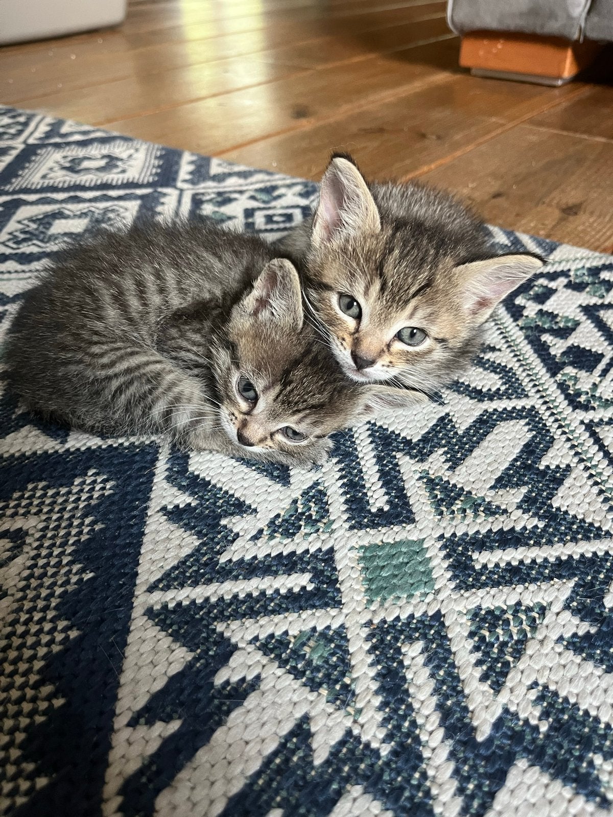 2 kittens - half siamees, Poes, Ingeënt, 0 tot 2 jaar