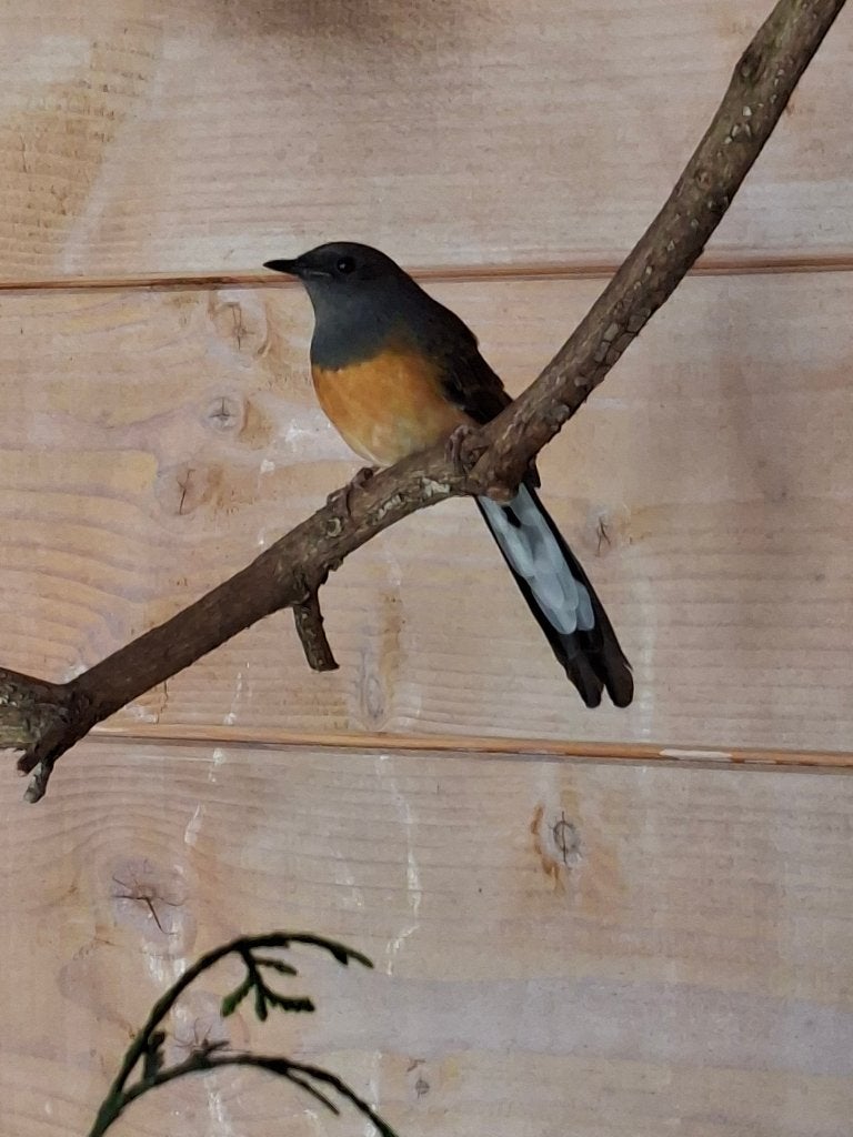 Te koop mooie Schamalijster pop, Vrouwelijk, Tropenvogel, Geringd