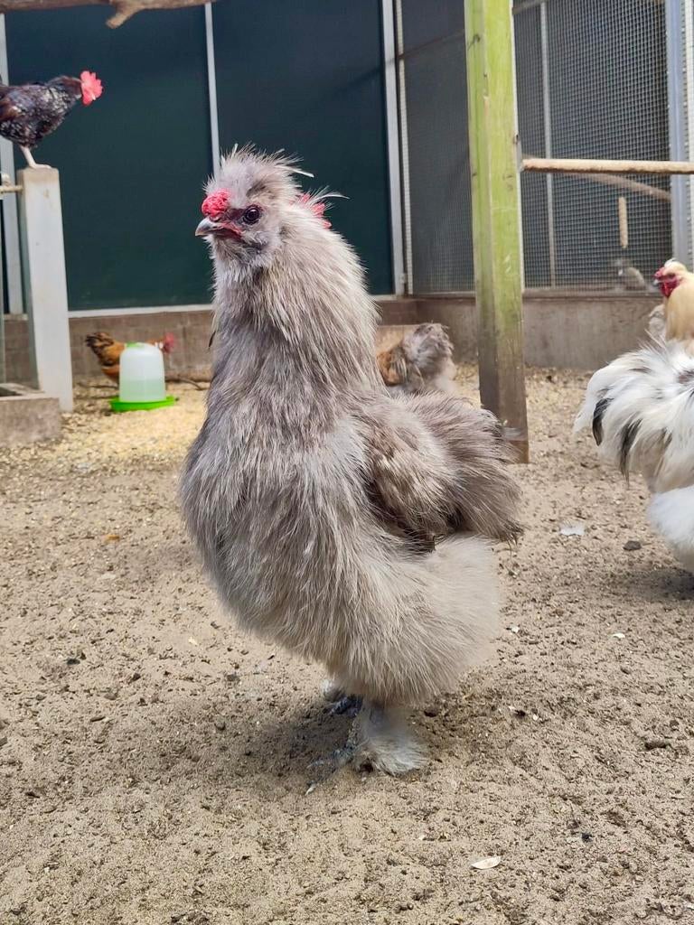 Nimbus, zijdehoen haan, Dieren en Toebehoren, Pluimvee, Mannelijk, Kip
