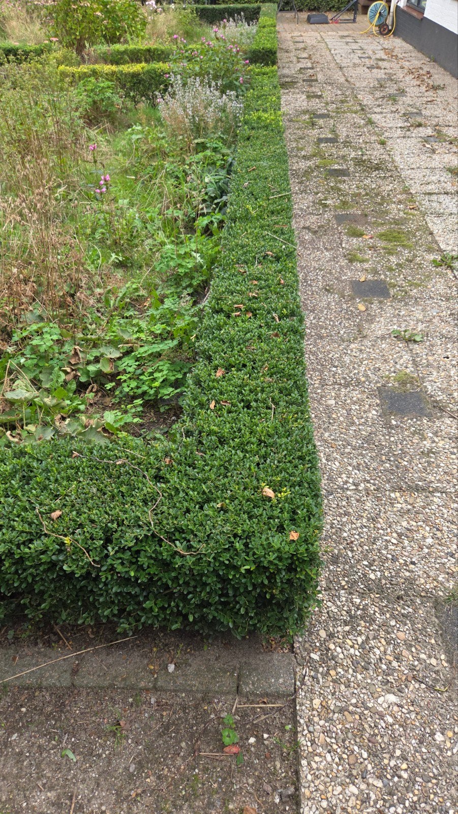 Ilex haag, Vaste plant, Bloeit niet, Halfschaduw, Ophalen