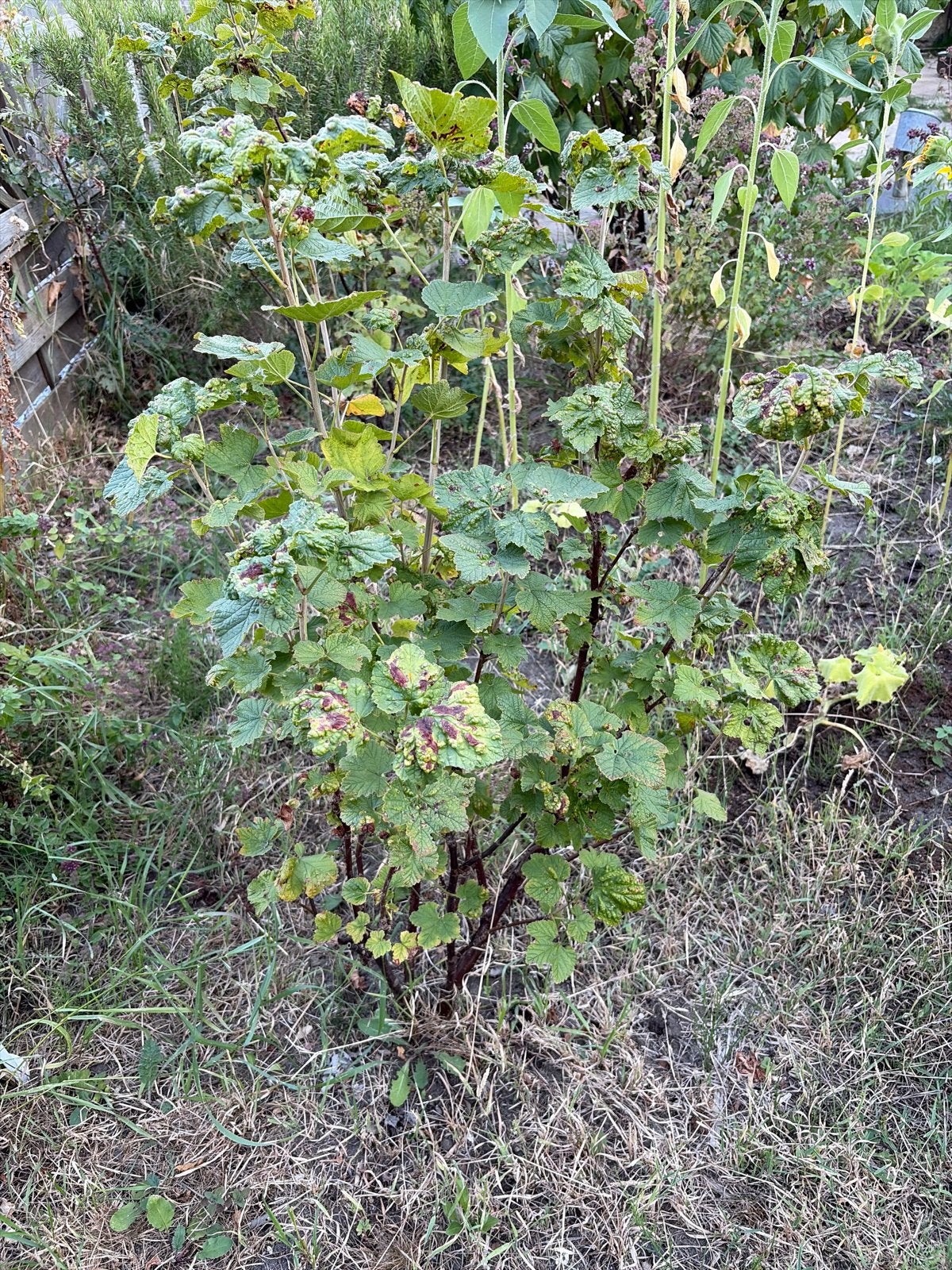 Biologische rode bes/aalbes struiken 4 jarig, Tuin en Terras, Planten | Tuinplanten, Ophalen, Vaste plant, Halfschaduw, Fruitplanten