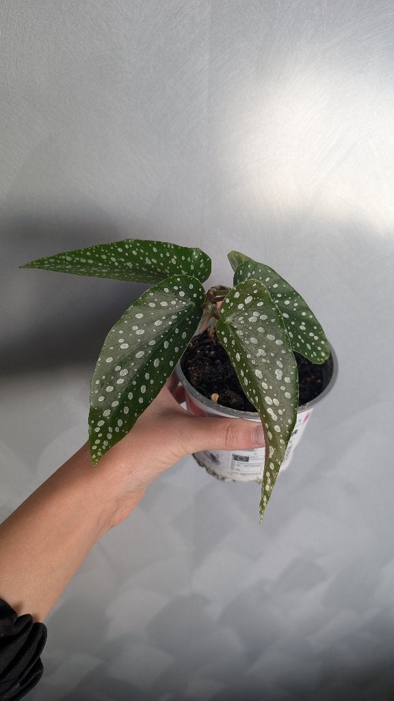 Begonia maculata stippenplant, Huis en Inrichting, Kamerplanten, Ophalen, Halfschaduw, Minder dan 100 cm