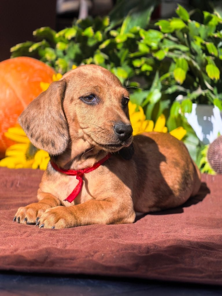 Kortharige dwerg teckel pups, Dieren en Toebehoren, Fokker | Hobbymatig, HCC (leverziekte), 8 tot 15 weken, Dwerg